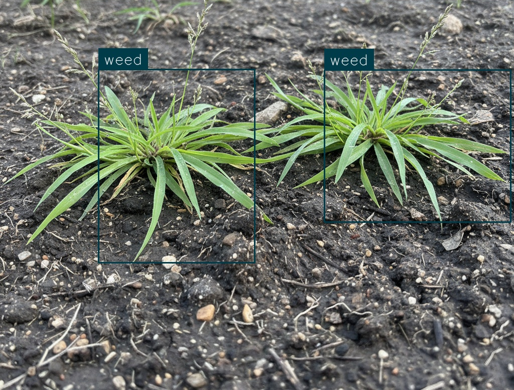 Weed Detection